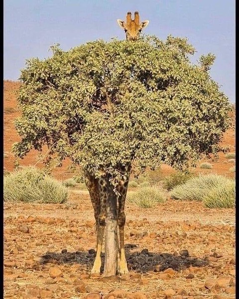 giraffe tree